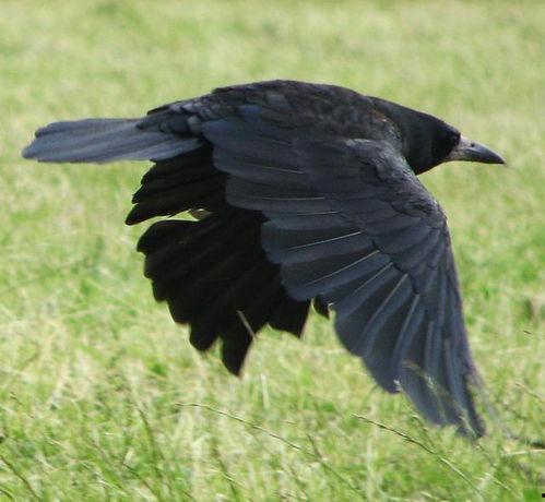 国产黑蛇图片视频网页版