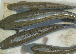 国产乌鱼喂养注意事项视频,视频详解关键注意事项